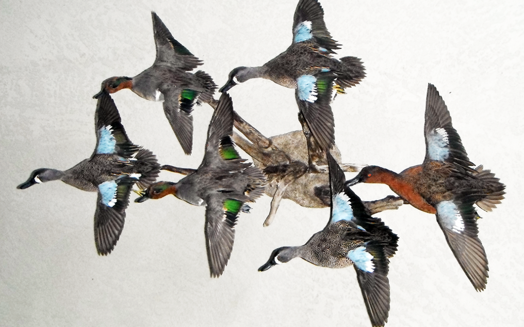 Teal