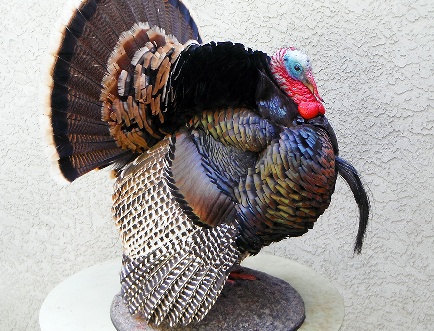 Wild Turkey