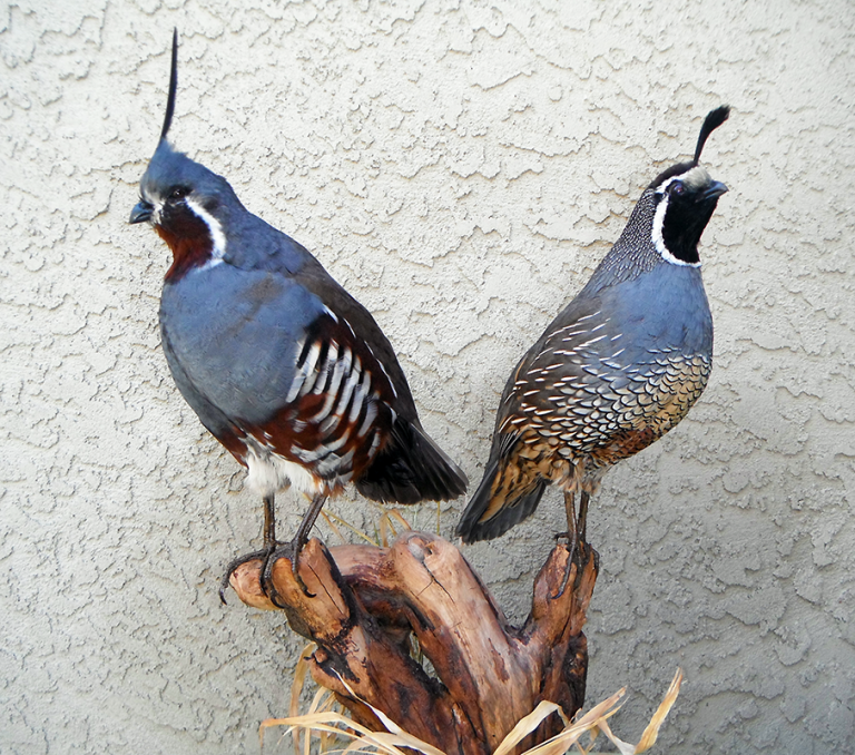 Quail