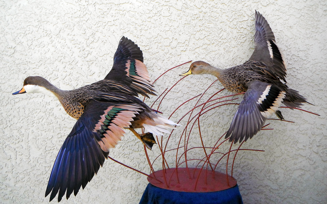 White Cheek Pintail & Yellow Billed Pintail
