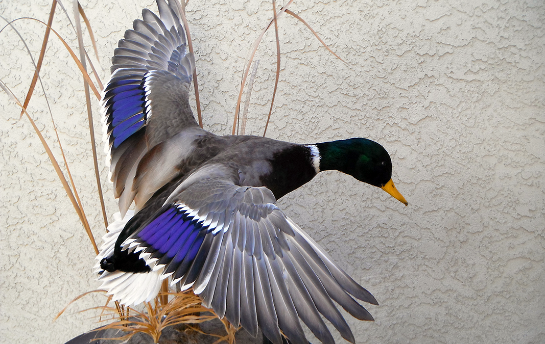 Mallard
