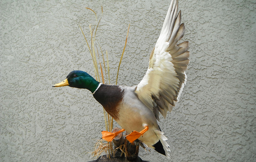 Mallard