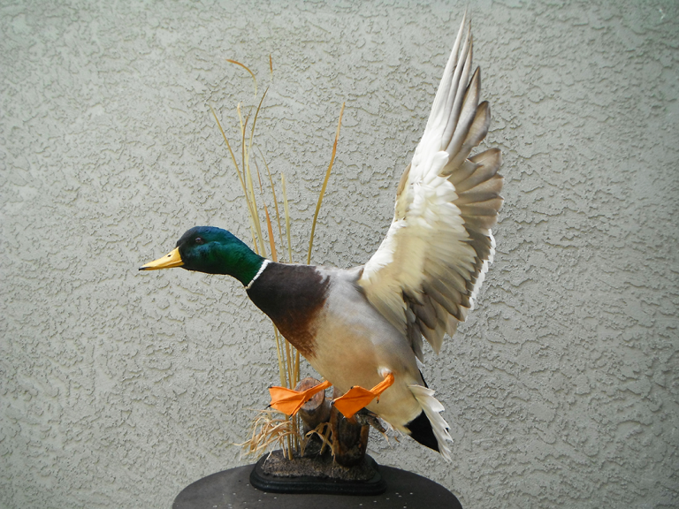 Mallard