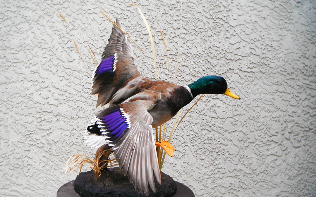 Mallard