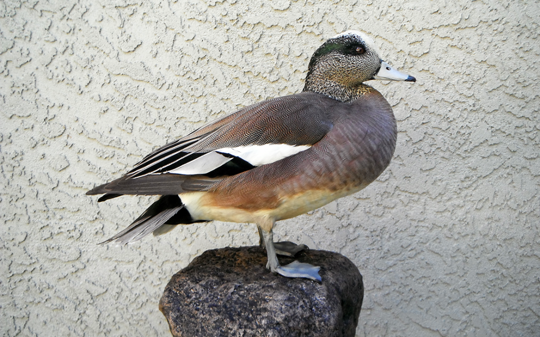 American Wigeon