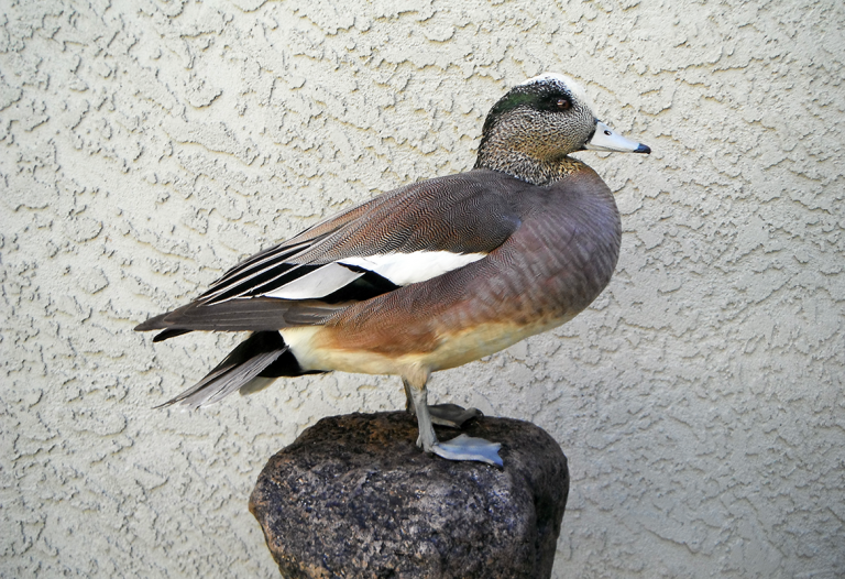 American Wigeon