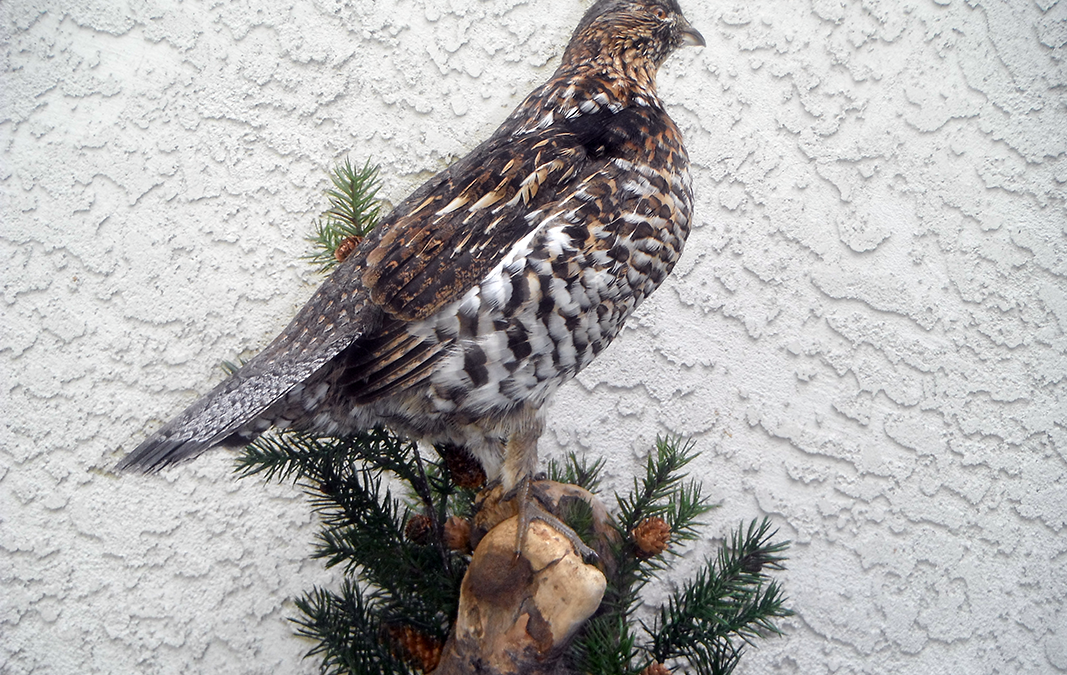 Rough Grouse