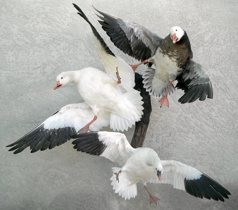 Snow Geese