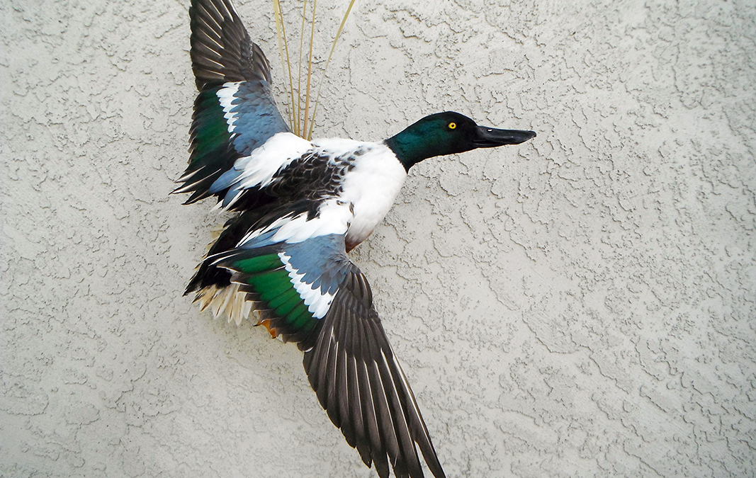 Northern Shoveler