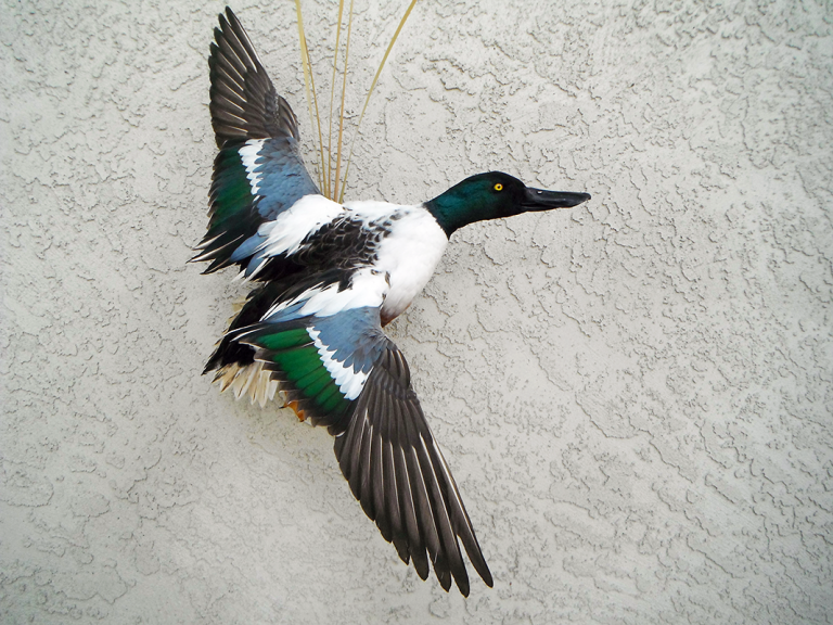 Northern Shoveler