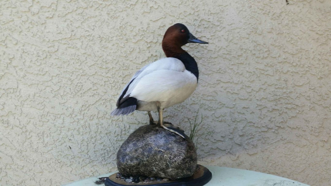 Canvasback