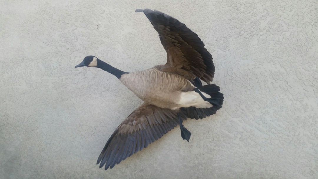 Canadian Goose