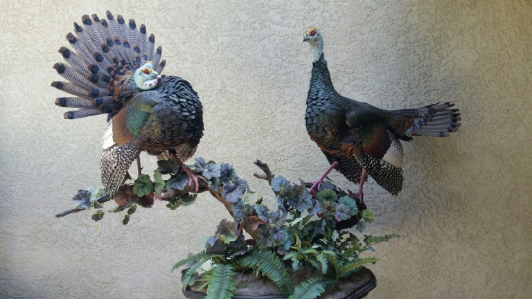 Ocelated Turkeys